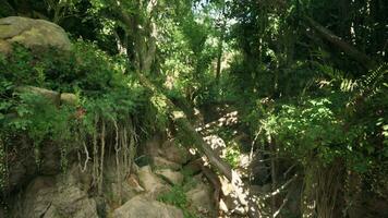 un' panoramico foresta sentiero nel Australia foto