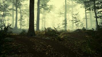 paesaggio di buio foresta con nebbia foto