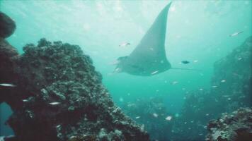 subacqueo Visualizza di librarsi gigante oceanico manta raggio foto