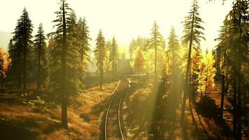 cadente treno brani tessitura attraverso un' boschetto di abete rosso alberi a tramonto foto