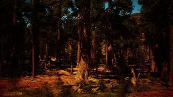 sequoia alberi bagnata nel il ultimo leggero di giorno foto