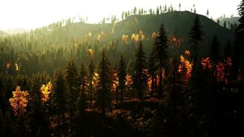 spettacolare sempreverde foresta nel il montagne durante tramonto foto