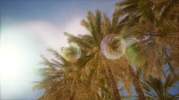 guardare su a palma alberi a surfers Paradiso foto