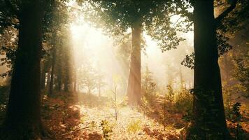 raggi di luce del sole nel un' nebbioso foresta nel autunno creare un' magico umore foto