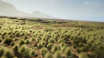 il roccioso paesaggio di il californiano mojave deserto con verde arbusti foto