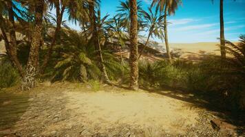 deserto oasi tra il dune foto