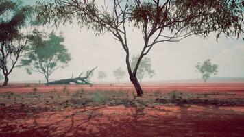 paesaggio con un' vivace rosso sporco campo e maestoso alberi nel il sfondo foto