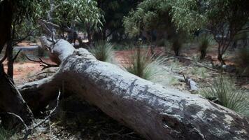 alberi e pietre nel australiano deserto foto