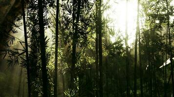 verde bambù foresta nel il mattina luce del sole foto