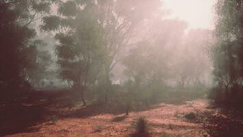 un' denso foresta avvolto nel nebbia foto