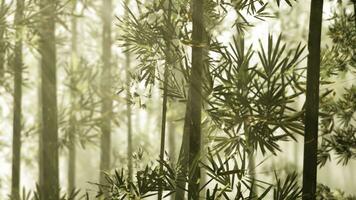 un' sereno bambù boschetto avvolto nel mistico nebbia foto