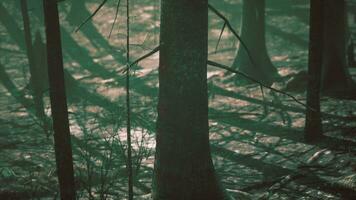 distrutto tropicale foresta pluviale nel amazzonia foto