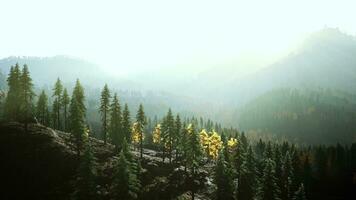 un' denso foresta su superiore di un' maestoso montagna foto