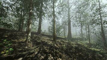 un' foresta pieno con molte di alberi coperto nel nebbia foto