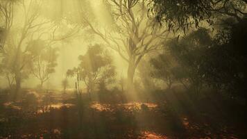 un' denso e misterioso foresta Engulfed nel un' di spessore nebbia foto