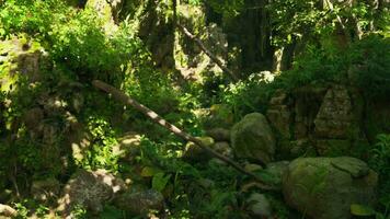 un' foresta pieno con molte di verde impianti e rocce foto