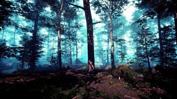 raggi di sole nella foresta verde nebbiosa foto