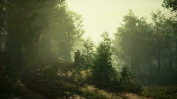 un' nebbioso foresta con un' denso baldacchino di alberi foto