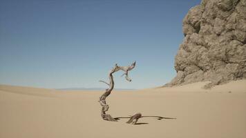 un' morto albero nel il mezzo di un' deserto foto