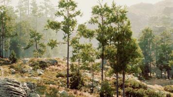 un' denso foresta con torreggiante alberi e aspro rocce foto