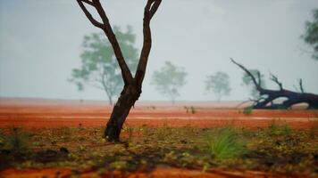 un' solitario albero in piedi nel un Aperto campo foto