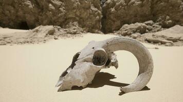 un animale cranio su un' spiaggia con un' roccia nel il sfondo foto