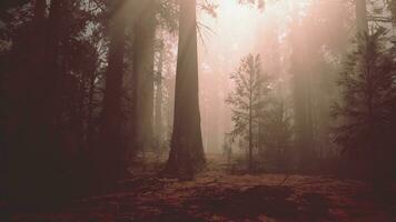 un' denso foresta con torreggiante alberi foto