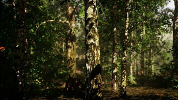 un' denso betulla foresta con torreggiante alberi raggiungendo in direzione il cielo foto