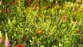 un' colorato campo di fiori selvatici nel pieno fioritura foto