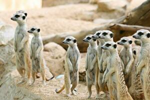 meerkat o suricate foto