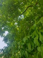 noce albero con un' lussureggiante verde baldacchino foto