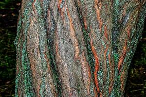 prugna albero abbaiare sfondo - latino nome - prunus cerasifera. foto