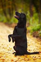 labrador seduto sulle zampe posteriori foto