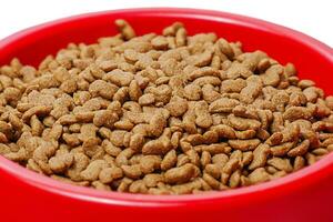 asciutto animale domestico cibo nel ciotola isolato su bianca. gatto o cane cibo nel un' rosso ciotola. foto