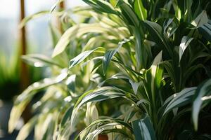 ai generato dracaena sanderiana contro finestra le foglie di verde pianta della casa avvicinamento naturale botanico sfondo in vaso impianti nel serra foto