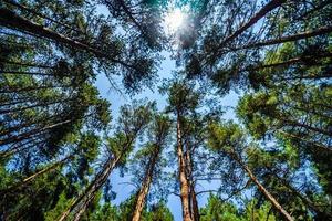 sfondo della foresta naturale foto