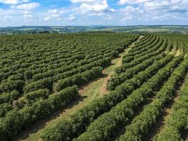 vista aerea del campo di caffè verde in brasile foto