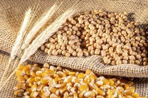 semi di soia, grano e mais in brasile