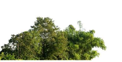 un' gruppo di ricco verde alberi alto risoluzione su bianca sfondo. foto