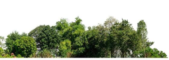 un' gruppo di ricco verde alberi alto risoluzione su bianca sfondo. foto