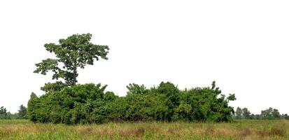 un' gruppo di ricco verde alberi alto risoluzione su bianca sfondo. foto