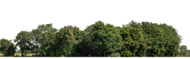 foresta nel estate, alto risoluzione su bianca sfondo. foto
