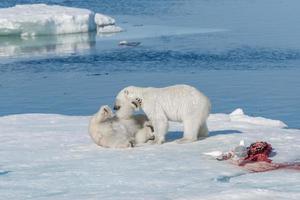 Due giovani cuccioli di orso polare selvatico che giocano sulla banchisa nel mare artico, a nord delle svalbard foto