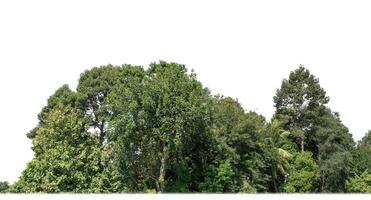 un' gruppo di ricco verde alberi alto risoluzione su bianca sfondo. foto