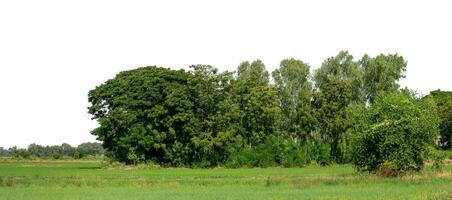 un' gruppo di ricco verde alberi alto risoluzione su bianca sfondo. foto