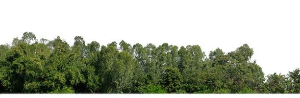 un' gruppo di ricco verde alberi alto risoluzione su bianca sfondo. foto