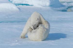 Due giovani cuccioli di orso polare selvatico che giocano sulla banchisa nel mare artico, a nord delle svalbard foto