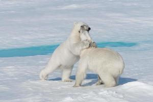 Due giovani cuccioli di orso polare selvatico che giocano sulla banchisa nel mare artico, a nord delle svalbard foto