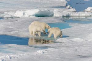 madre di orso polare selvatico e due cuccioli sulla banchisa, a nord delle svalbard artiche norvegesi foto