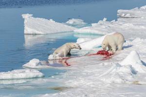 Due orsi polari selvatici mangiano foca uccisa sulla banchisa a nord dell'isola di Spitsbergen, svalbard foto